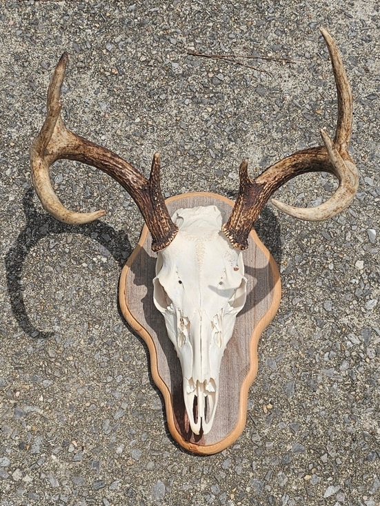Other - Mounted Deer Antler White Skull on Wooden Plaque - Taxidermy 8 Point Tan Antlers